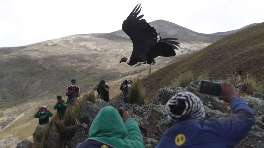Nyaris Punah, Burung Kondor Andes Dilepasliarkan di Bolivia