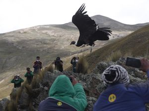 Nyaris Punah, Burung Kondor Andes Dilepasliarkan di Bolivia Nyaris Punah, Burung Kondor Andes Dilepasliarkan di Bolivia