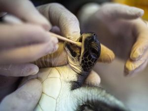 Ilmuwan Israel Temukan Rahasia Selamatkan Penyu dari Tumpahan Minyak Ilmuwan Israel Temukan Rahasia Selamatkan Penyu dari Tumpahan Minyak