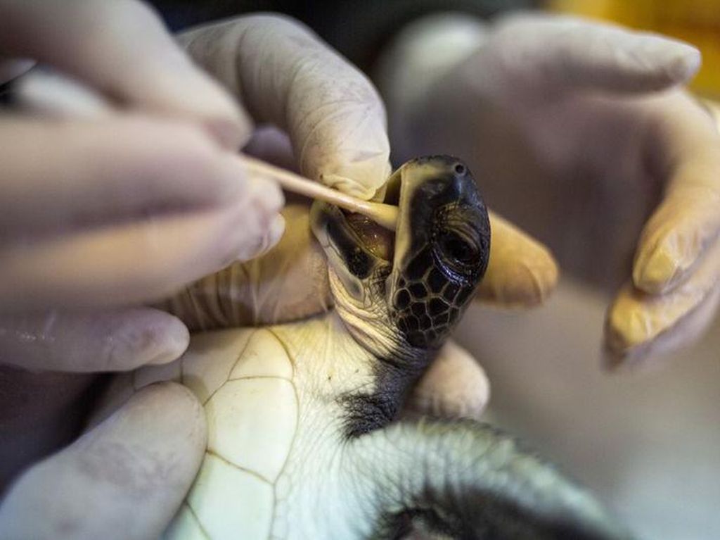 Foto: Penyu-penyu di Israel Diberi Makan Mayones, Ini Alasannya Foto: Penyu-penyu di Israel Diberi Makan Mayones, Ini Alasannya