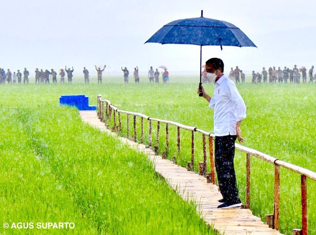 Titah Jokowi buat Bereskan 4 Food Estate RI Titah Jokowi buat Bereskan 4 Food Estate RI