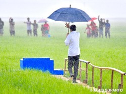 Jokowi Hujan-hujanan Tinjau Food Estate di NTT, Ini Kata Pakar Gestur