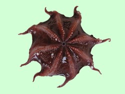 Mengenal Cumi-cumi Vampir