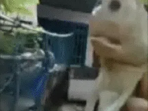 Heboh Temuan Ikan Berwajah Mirip Manusia di NTT Heboh Temuan Ikan Berwajah Mirip Manusia di NTT
