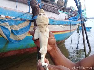 Nelayan NTT Sempat Buang Hiu Berwajah Mirip Manusia karena Takut Nelayan NTT Sempat Buang Hiu Berwajah Mirip Manusia karena Takut