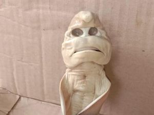 Viral Hiu Berwajah Manusia di NTT, Fenomena Pareidolia?