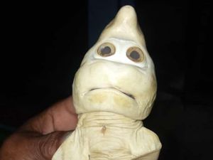 Hiu Berwajah Mirip Manusia di NTT Diduga karena Efek Limbah Hiu Berwajah Mirip Manusia di NTT Diduga karena Efek Limbah