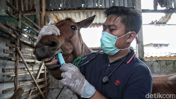 Berbagi Rasa Peduli untuk Kuda Delman di Jakarta Utara