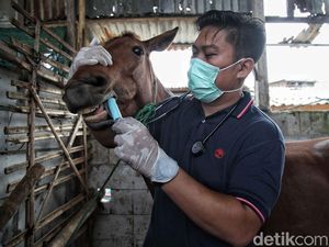 Berbagi Rasa Peduli untuk Kuda Delman di Jakarta Utara