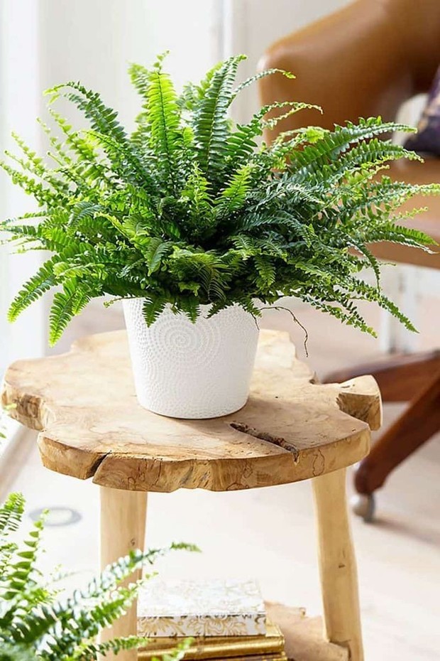 Boston fern/Freepik.com Tanaman Hias Pembawa Keberuntungan