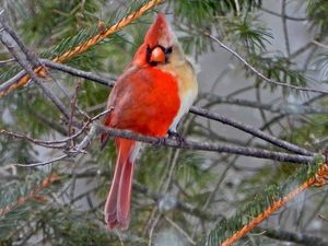 Burung Langka Setengah Jantan Setengah Betina Tertangkap Kamera di AS