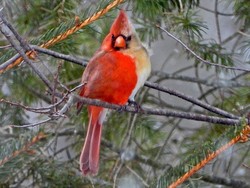 Burung Langka Setengah Jantan Setengah Betina Tertangkap Kamera di AS