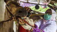 Susuri Kandang, Dinas KPKP Cek Kesehatan Kuda