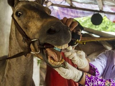 Susuri Kandang, Dinas KPKP Cek Kesehatan Kuda