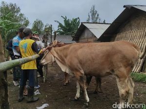135 Hewan Ternak Sakit Terdampak Abu Vulkanik Gunung Raung