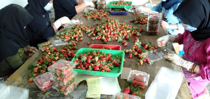 Kebun Strawberry Bandung-BRI