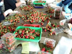 Produksi Melimpah, Komoditas Strawberry Bandung Butuh Pasar Lebih