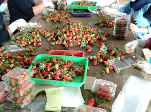 Produksi Melimpah, Komoditas Strawberry Bandung Butuh Pasar Lebih