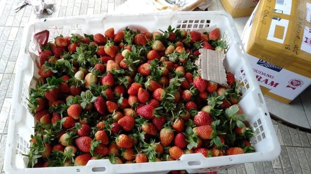 Kebun Strawberry Bandung-BRI