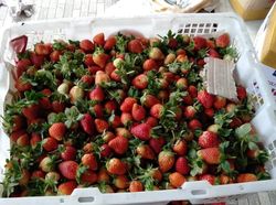 Jadi Tempat Syuting FTV, Ini Kebun Strawberry Tersembunyi di Bandung