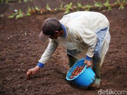Melihat Proses Penanaman Bawang Merah