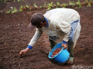 Melihat Proses Penanaman Bawang Merah