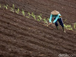 Siapa yang Kuasai Pasar Pupuk Non Subsidi?