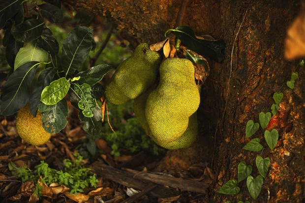 Nangka