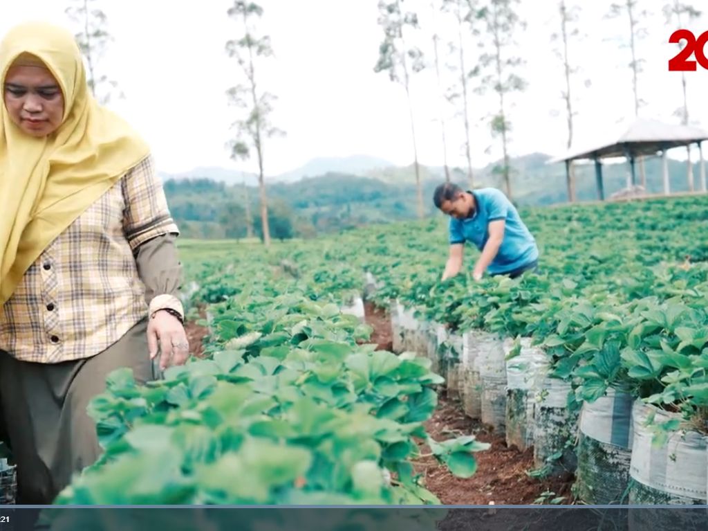 Berkat Strawberry, Petani di Bandung Kantongi Omzet Ratusan Juta Berkat Strawberry, Petani di Bandung Kantongi Omzet Ratusan Juta