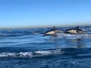 Virus Baru pada Lumba-lumba Ancam Musnahkan Mamalia Laut