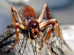 Lagi Terbang, Pesawat Ini Angkut Penumpang Gelap Berkaki Enam