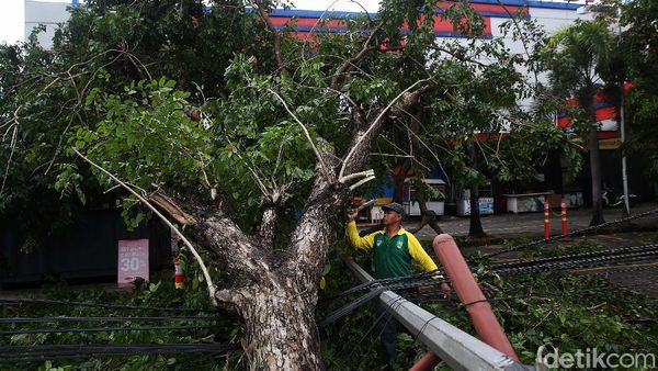 Akibat Hujan dan Angin Kencang 7 Pohon Tumbang di Kota Bekasi