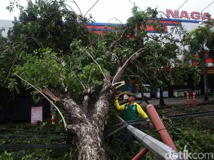 Akibat Hujan dan Angin Kencang 7 Pohon Tumbang di Kota Bekasi