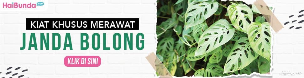 Banner kiat khusus merawat janda bolong Banner kiat khusus merawat janda bolong
