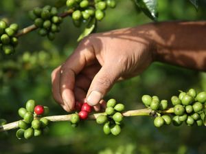 Punya Potensi Besar, Kopi Bandung Bisa Saingi Gayo & Toraja? Punya Potensi Besar, Kopi Bandung Bisa Saingi Gayo & Toraja?