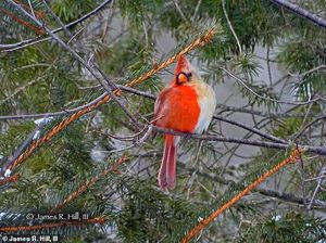 Fotografer Jumpai Burung dengan Dua Jenis Gender yang Langka