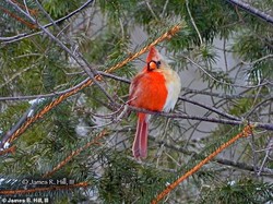 Fotografer Jumpai Burung dengan Dua Jenis Gender yang Langka