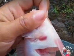 Waduh! Ikan Tanpa Isi Perut Ini Masih Bisa Berenang Lincah