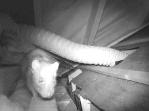 Ketika Hewan Berbulu Jadi Musuh Penduduk London