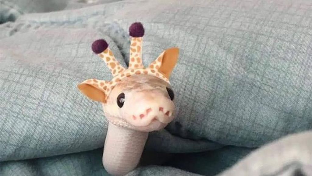 Masih Takut Ular Saat Mereka Seperti Ini? Masih Takut Ular Saat Mereka Seperti Ini?