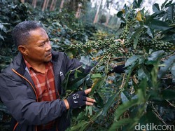 Liburan Sambil Belajar Racik Kopi di Tempat Syuting Filosofi Kopi