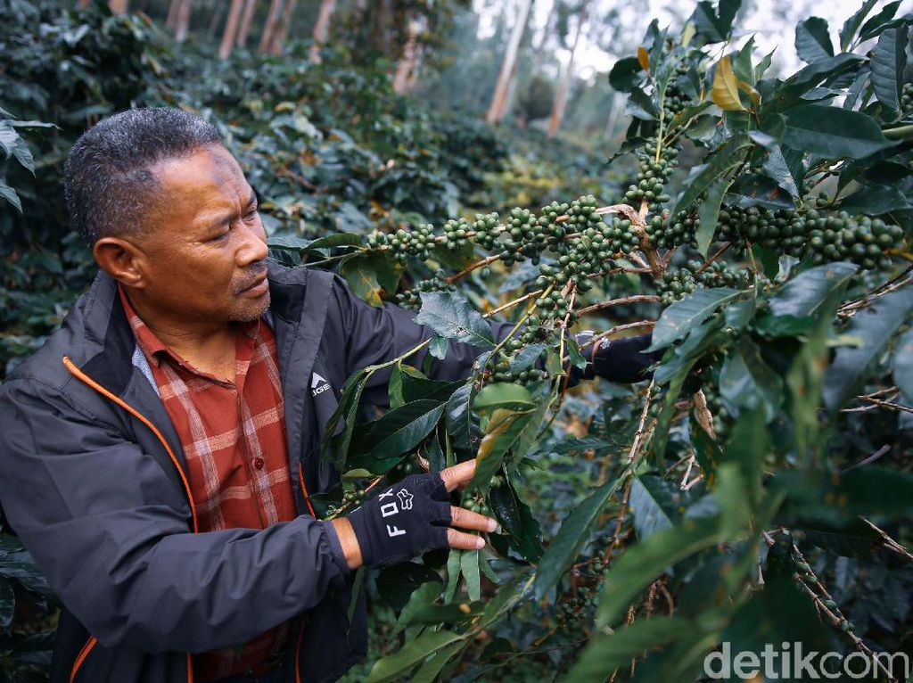 Liburan Sambil Belajar Racik Kopi di Tempat Syuting Filosofi Kopi Liburan Sambil Belajar Racik Kopi di Tempat Syuting Filosofi Kopi