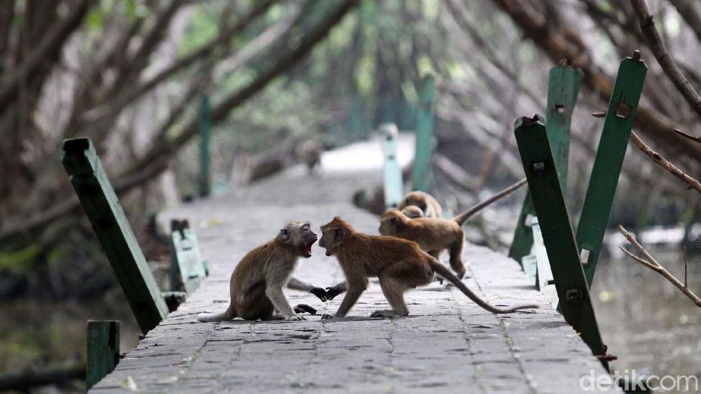 Nasib Monyet Ekor Panjang di Pesisir Jakarta