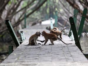 Nasib Monyet Ekor Panjang di Pesisir Jakarta