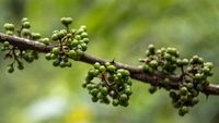 Rempah Eksotis dari Tanah Batak