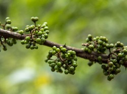 Kementan Genjot Produksi Andaliman, Ekspor Tembus ke Eropa