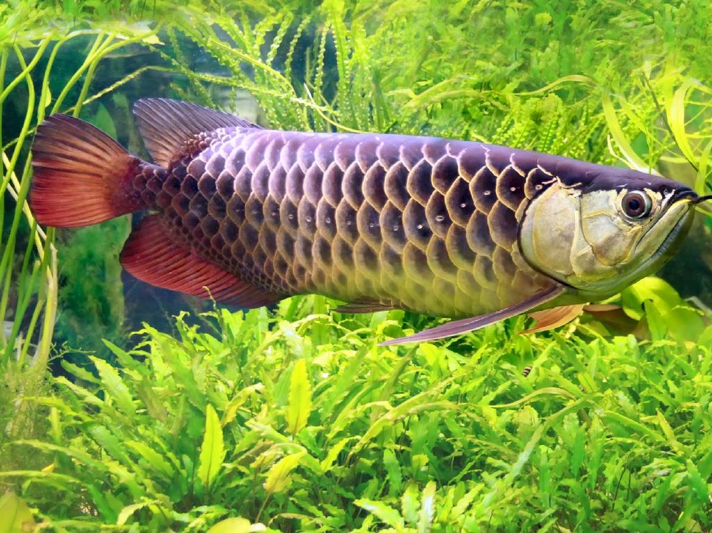 Tak Cuma Kalimantan, Papua Juga Punya Spesies Ikan Arwana