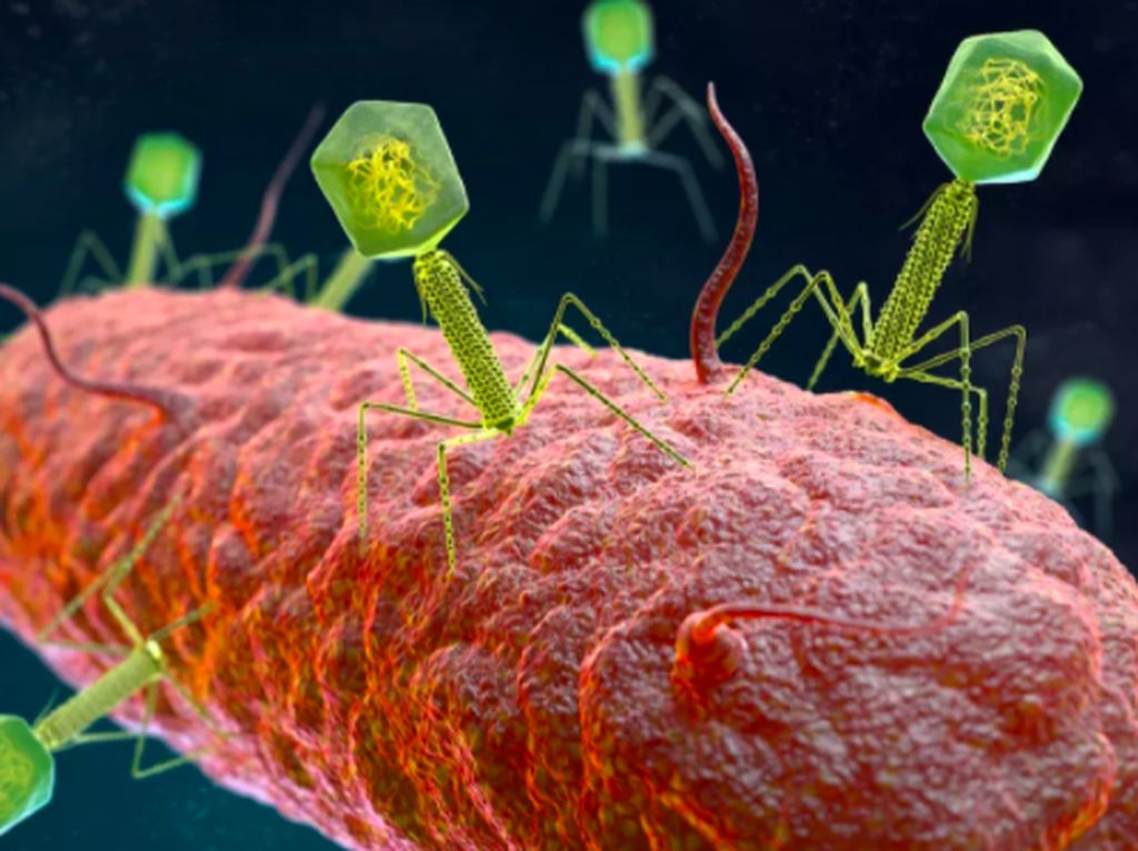 Ditemukan 70 Ribu Virus Tak Dikenal di Usus Manusia Ditemukan 70 Ribu Virus Tak Dikenal di Usus Manusia