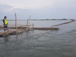 Tanggul Jebol, 125 Ha Tambak di Polman Terancam Tenggelam