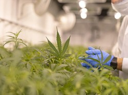 Promosikan Vaksin COVID-19, Aktivis di AS Tawarkan Ganja Gratis